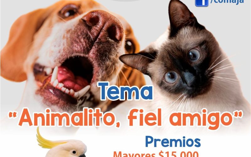 Concurso Fotográfico